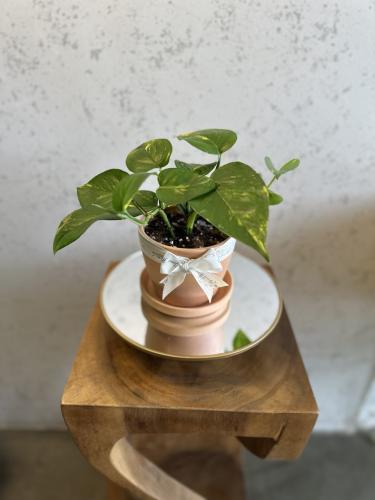 نبتة البوتس الطبيعية بفازة فخارية