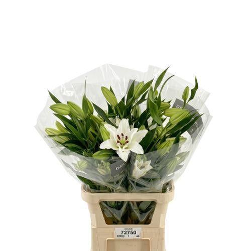 Casablanca White - 10 stems