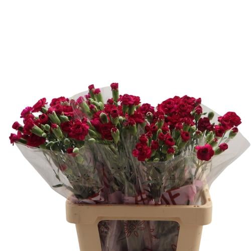 Baby Carnation Purple - 10 Branches