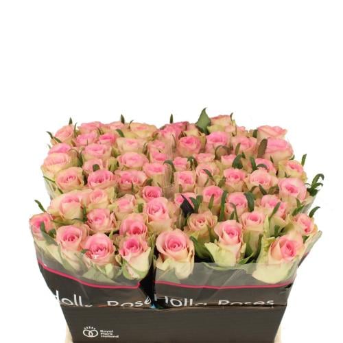 Rose Lovely - 10 stems
