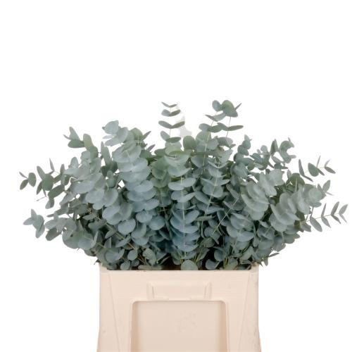 Baby Eucalyptus - 10 branches