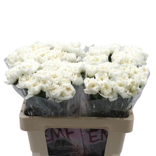 White Carnation - 20 stems