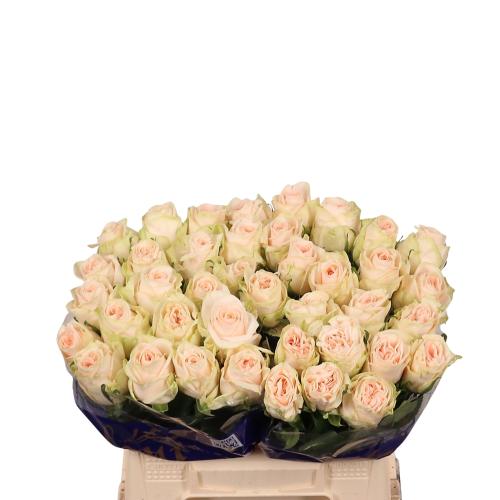 جوري سكري - 10 اغصان