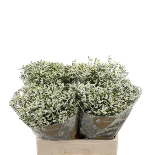 White Limonium - 5 stems