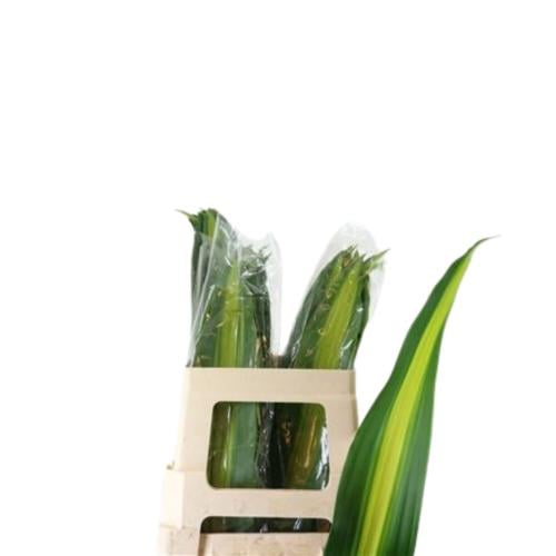 Dracaena Massangeana - 10 leaves