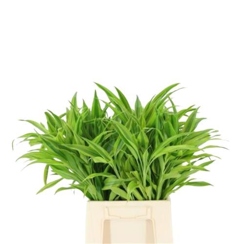 Darcina - 10 stems