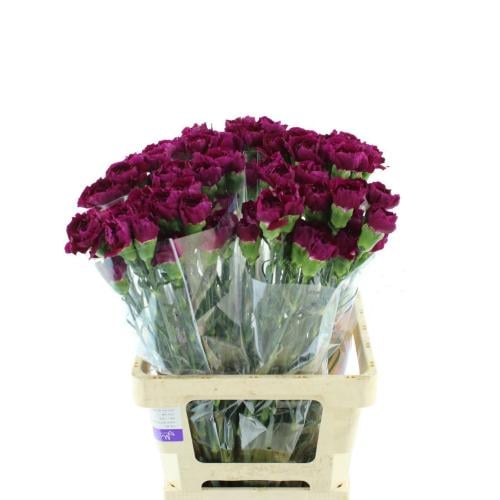 كارنيشن بنفسجي - 20 غصن