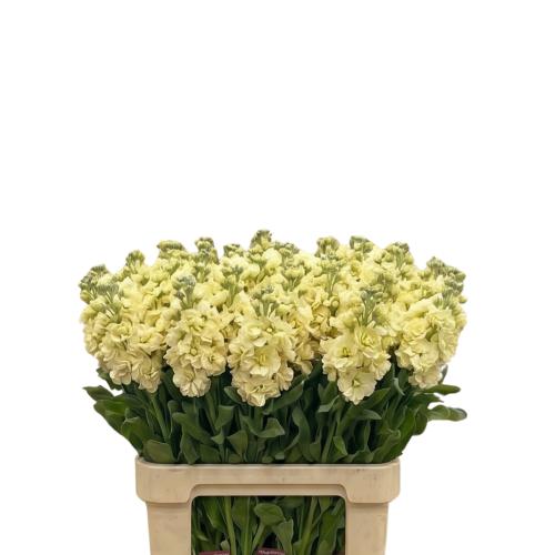 Matthiola Creme - 10 stems