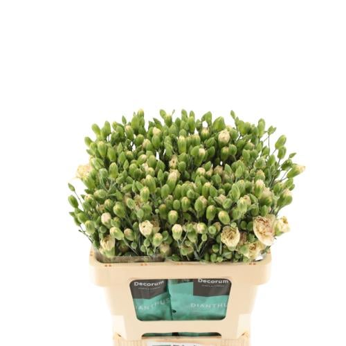 Baby Carnation Creamy - 10 Branches