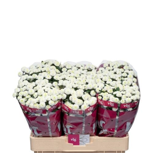ميني كريسانتيموم ابيض - 25 غصن