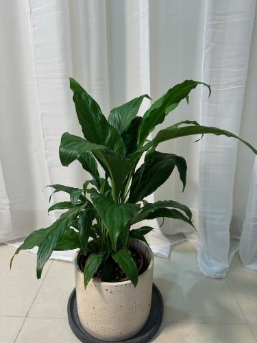 اشرعة السلام - Peace lily