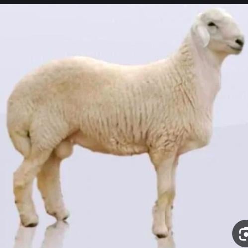 خروف حري بلدي وسط