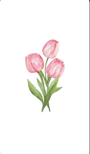 Blush Tulips – Medium Size
