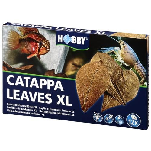 Catappa Bark | لحاء شجر اللوز الهندي كبير