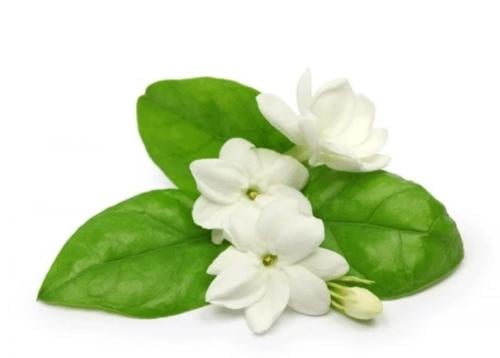 Oud jasmine perfume oil