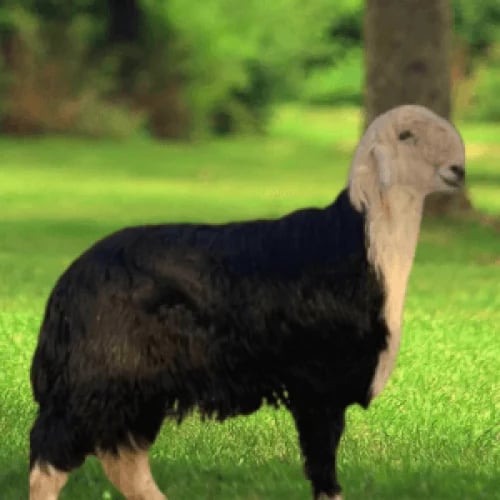 خروف نجدي وسط الوزن 15 كيلو