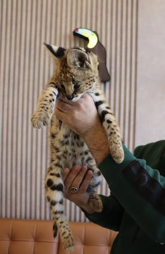 Serval cat
