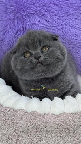Scottish fold female