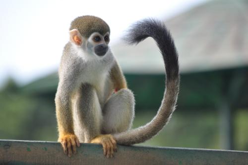 squirrel monkey