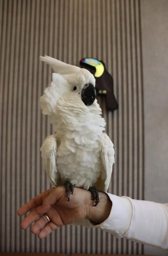 ببغاء كوكاتو امبريلا اليف