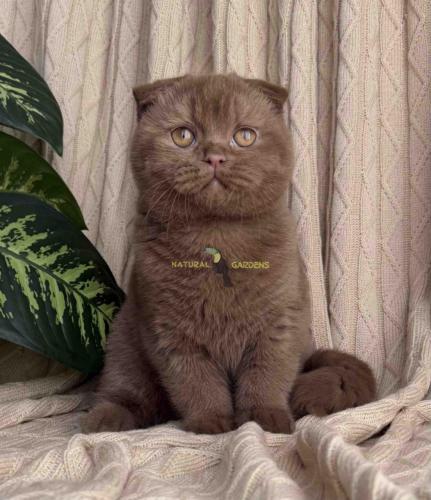 Scottish fold male