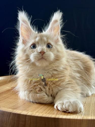 Maine coon polydactyl blue eyes male