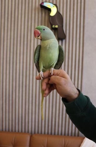 ببغاء درة نيبالي اليف وهدد