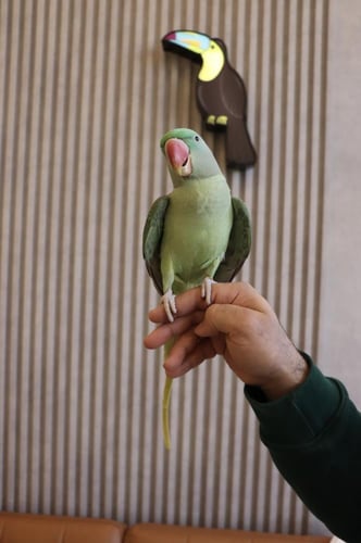 ببغاء درة نيبالي اليف وهدد