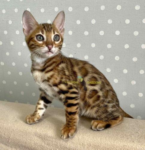 Bengal male