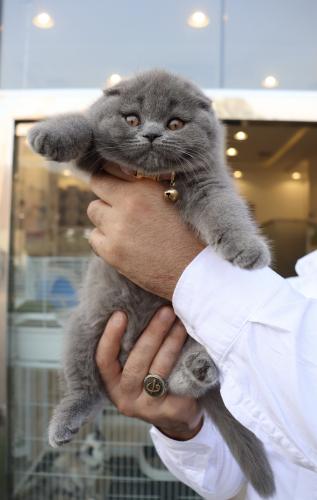 Scottish fold female