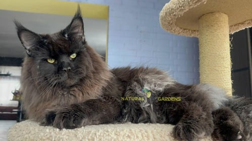 Maine coon green eyes male