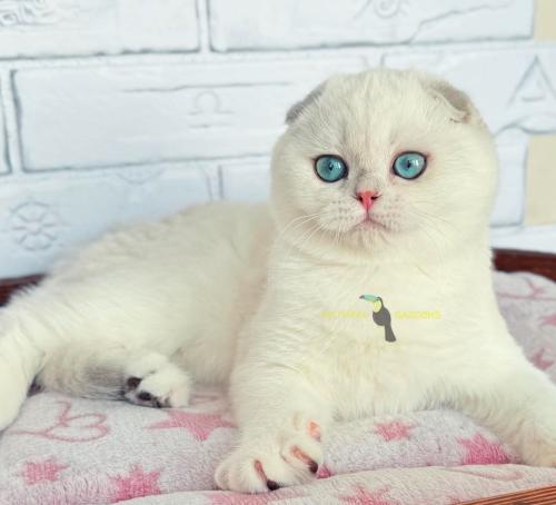Scottish Fold Male