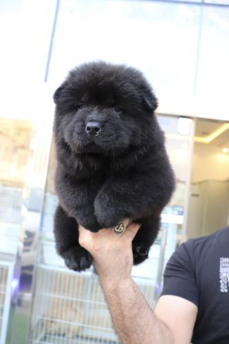 chow chow black male