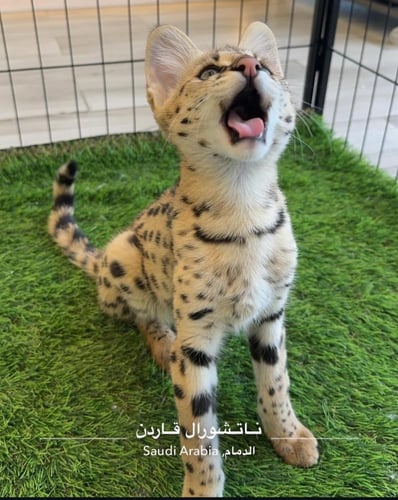 Savvana F1 HP female