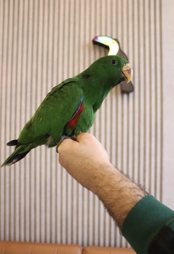 فرخ ببغاء اكلكتوس اليف