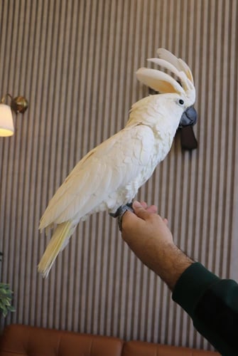 ببغاء كوكاتو مولوكان اليف