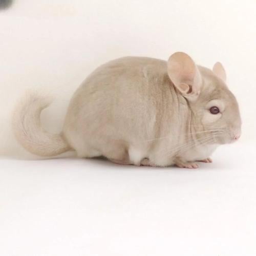 chinchilla cream