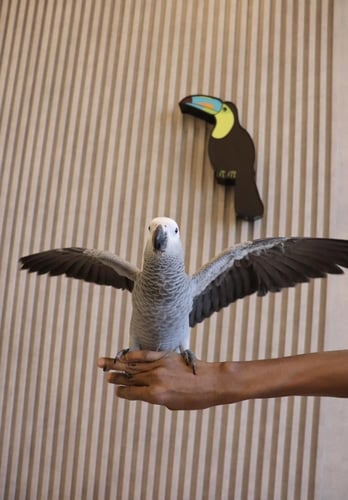 فرخ ببغاء كاسكو اليف