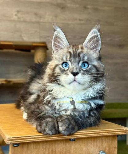 Maine coon blue eyes male