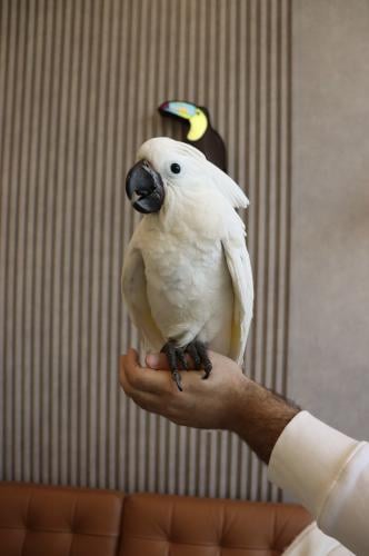 ببغاء كوكاتو امبريلا اليف