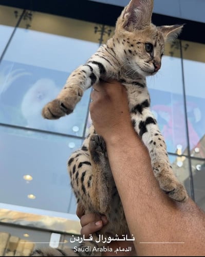 Savvana F1 HP female