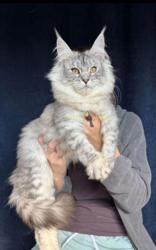 Maine coon female