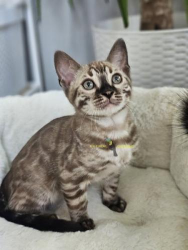 Bengal male