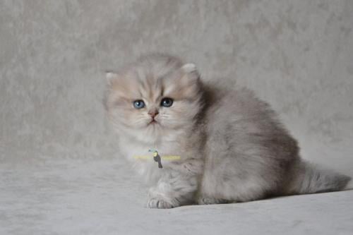 British Longhair male