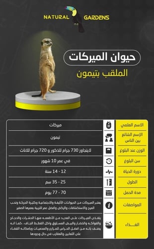 ميركات تيمون (مواليد)