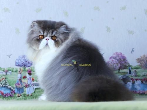 Persian longhair male
