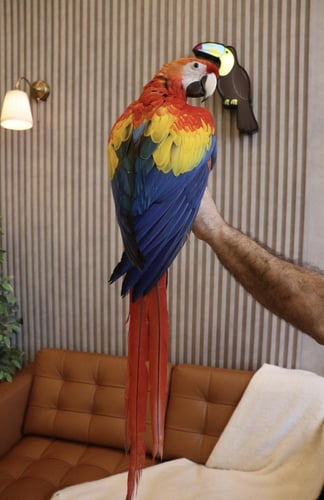 فرخ مكاو سكارليت اليف