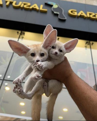 Fennec fox pair