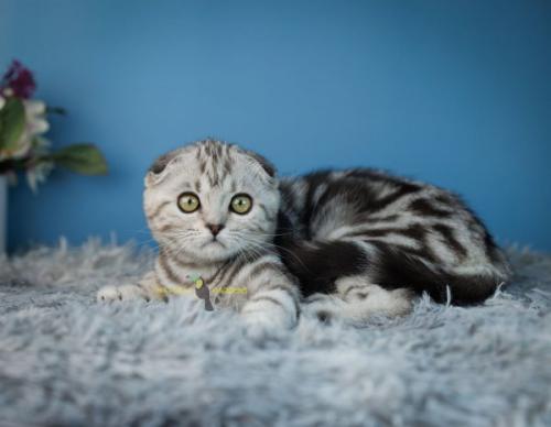 Scottish fold female