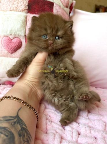 British longhair female